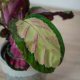 calathea-roseopicta-rosy