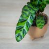 calathea-lancifolia-baby