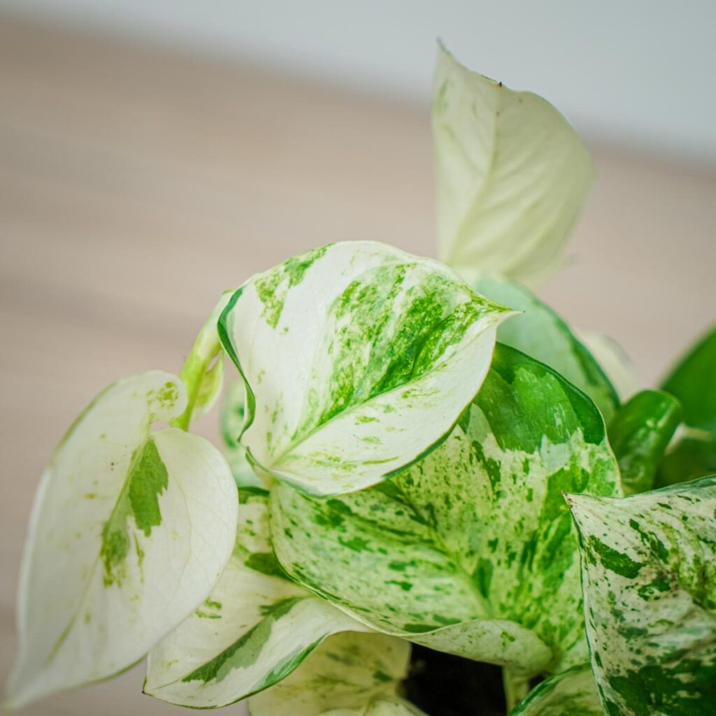 Epipremnum happy leaf - Mała Szklarnia