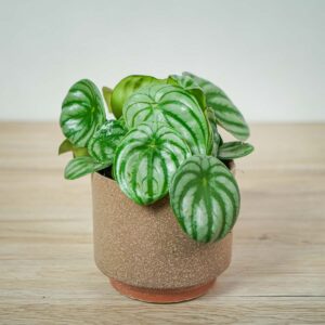 peperomia-watermelon-argyreia