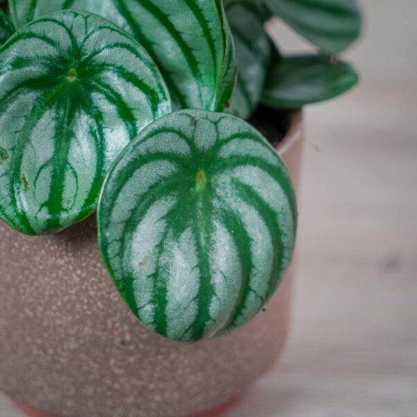 peperomia-watermelon-argyreia