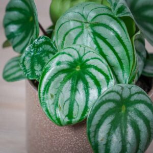 peperomia-watermelon-argyreia