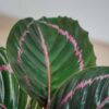 calathea-roseopicta-dottie