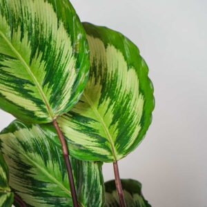 calathea-medallion-v2-new-hybrid