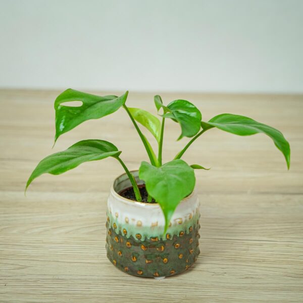 monstera-minima-baby-rhaphidophora-tetrasperma