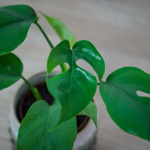 monstera-minima-baby-rhaphidophora-tetrasperma