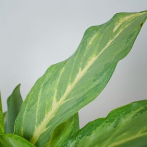 aglaonema-ghost-frosted