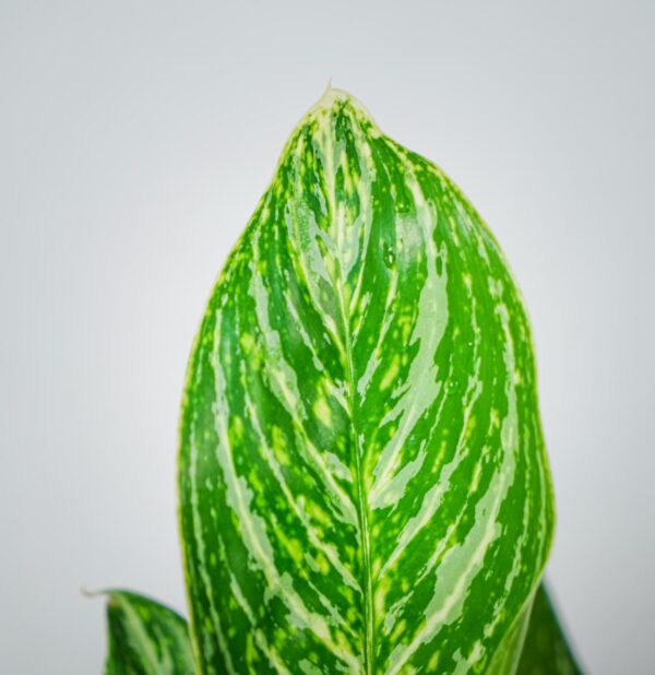 aglaonema-golden-madonna (2) aglaonema-golden-madonna