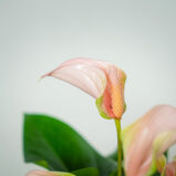 anthurium-joli-peach