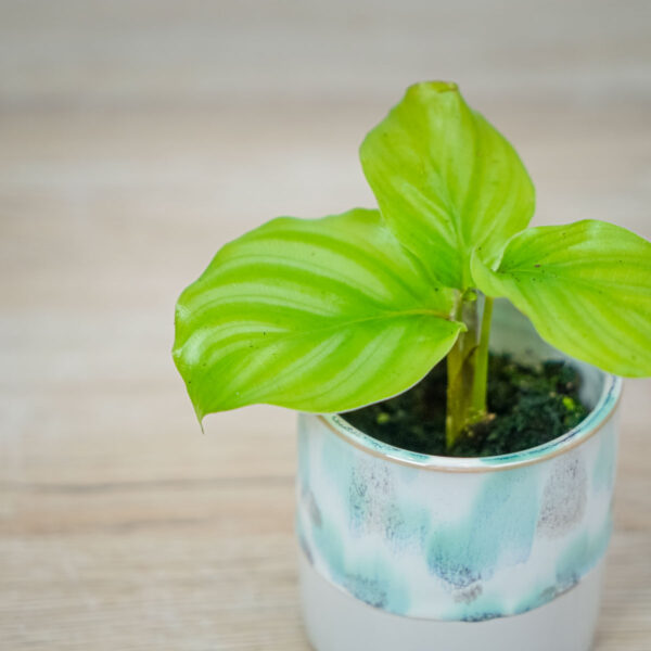calathea-orbifolia-baby