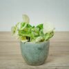 epipremnum-happy-leaf