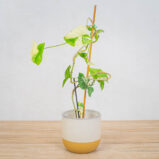 syngonium-podophyllum-variegata-emerald-gem-sadzonka
