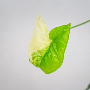 syngonium-podophyllum-variegata-emerald-gem-sadzonka