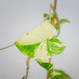 syngonium-podophyllum-variegata-emerald-gem-sadzonka