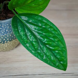 monstera-peru-karstenianum