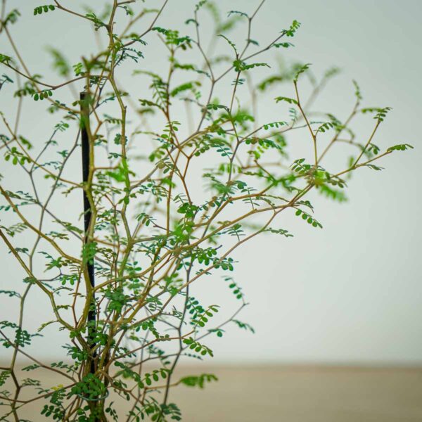 perelkowiec-drobnolistny-sophora-little-baby