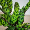 calathea-lancifolia