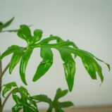 alokazja-brancifolia-pink-passion-alocasia