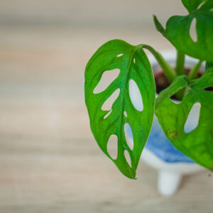 monstera-monkey-mask-baby