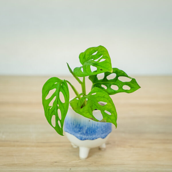 monstera-monkey-mask-baby