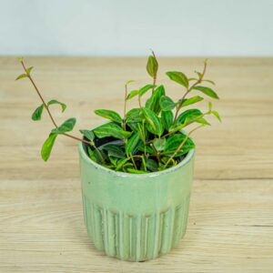 peperomia-angulata-rocca-scuro3