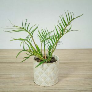 philodendron-tortum
