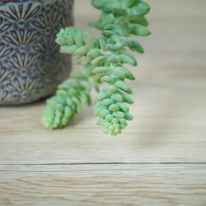 sedum-burrito