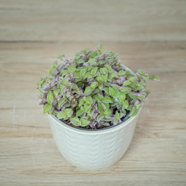 smuzyna-plozaca-pink-lady-callisia-rosato
