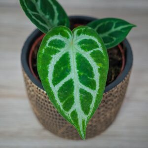 anthurium-dorayaki-silver-blush