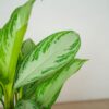 aglaonema-silver-bay