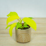 philodendron-lemon-lime-malay-gold-baby
