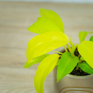 philodendron-lemon-lime-malay-gold-baby