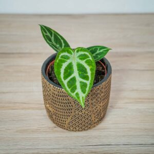 anthurium-dorayaki-silver-blush
