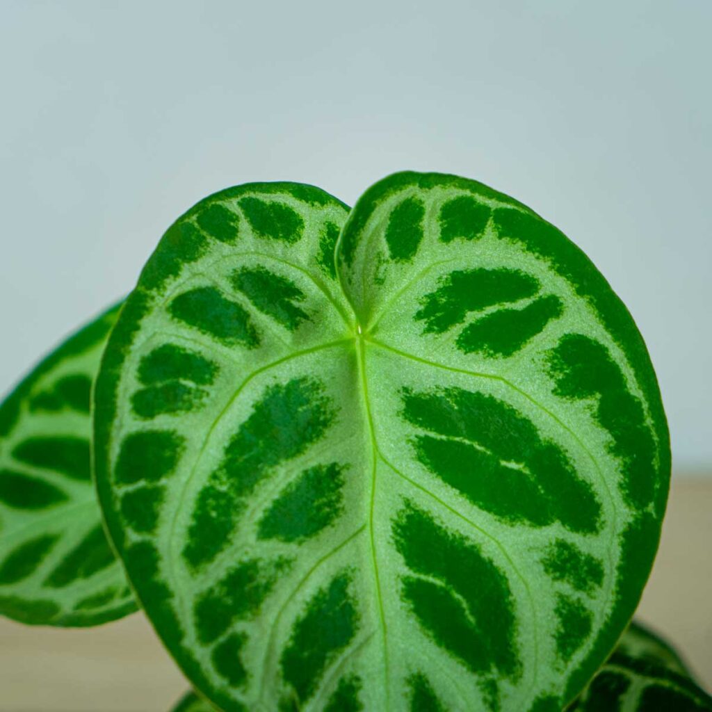 Anthurium 'silver blush' - Mała Szklarnia