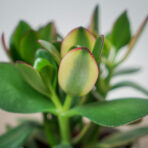 crassula-ovata-hummels-sunset-grubosz