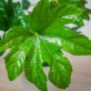 fatsia-japonica