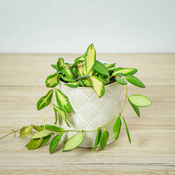 hoya-burtoniae-variegata