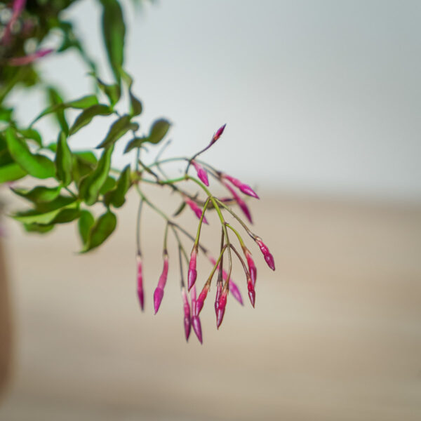jasmin-na-obreczy-jasminum-polyanthum