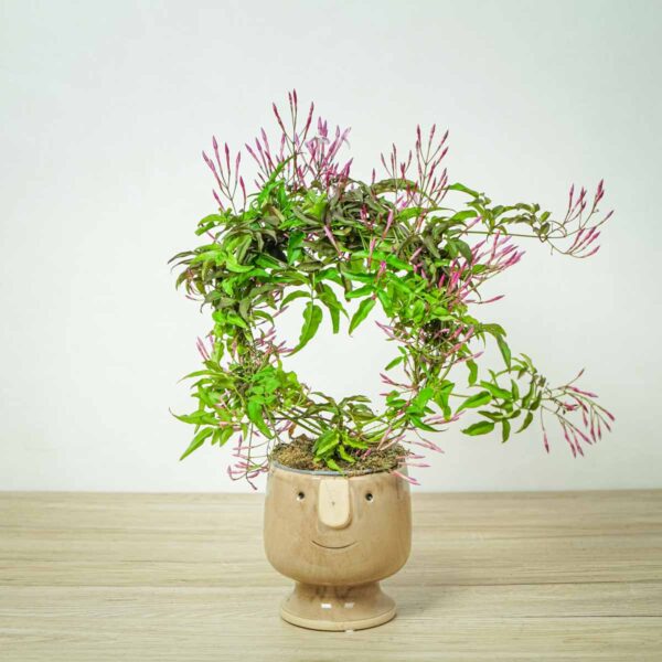 jasmin-na-obreczy-jasminum-polyanthum