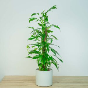 Epipremnum pinnatum baltic blue na paliku