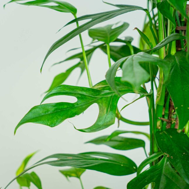 Mała Szklarnia Mała Szklarnia