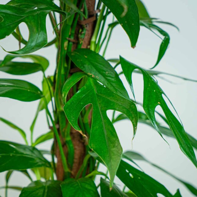 Mała Szklarnia Mała Szklarnia