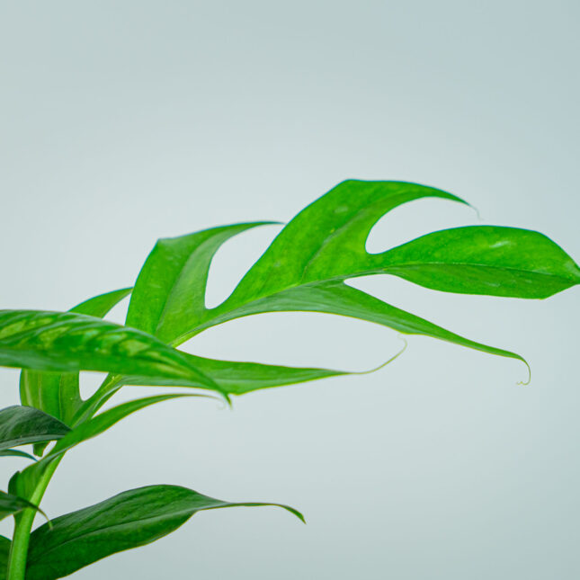 Mała Szklarnia Mała Szklarnia