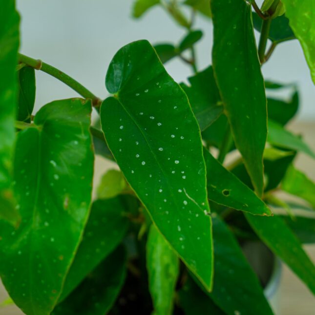 begonia-tamaya begonia-tamaya