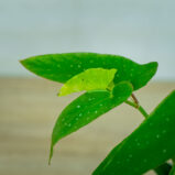 begonia-tamaya
