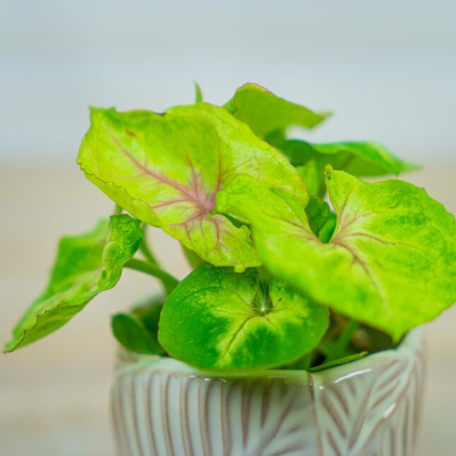 syngonium-mango-allusion-baby syngonium-mango-allusion-baby