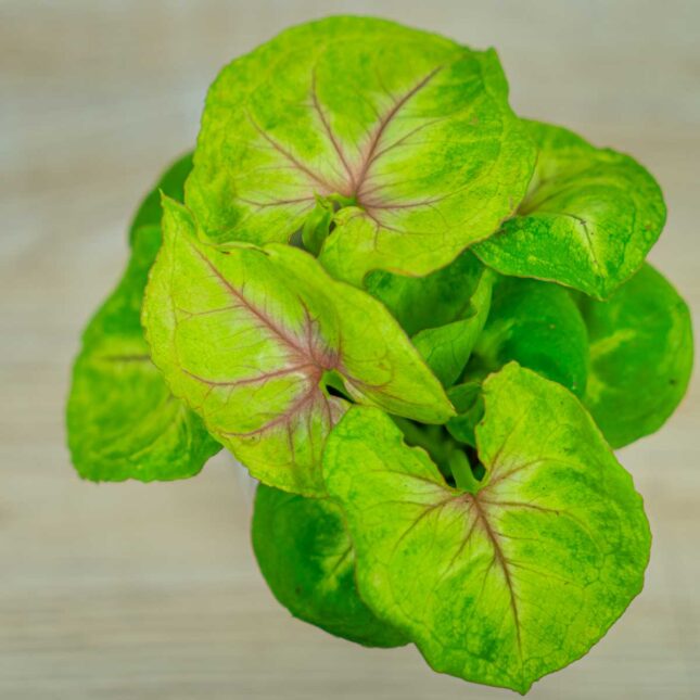 syngonium-mango-allusion-baby syngonium-mango-allusion-baby