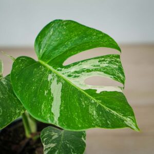 monstera-deliciosa-variegata