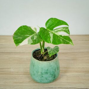 monstera-deliciosa-variegata