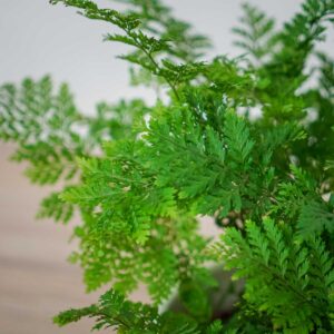 paproc-lastreopsis-parapolystichum-microsorum
